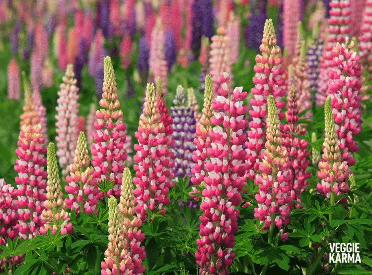 Lupin flowers